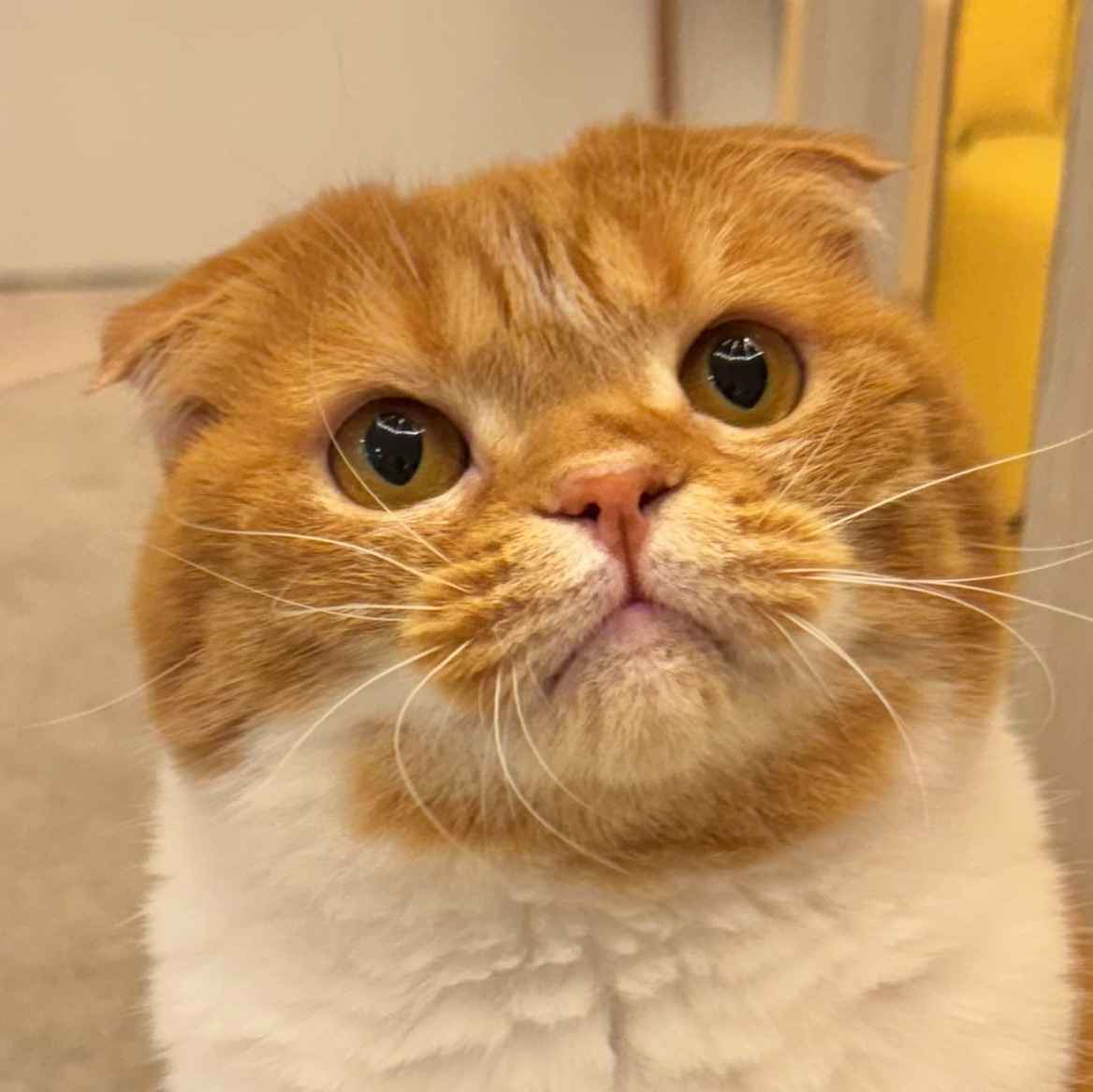 こ丸